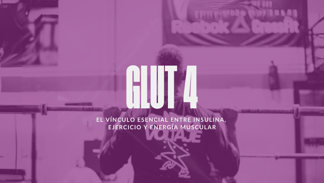 GLUT4: El transportador clave para la captación de glucosa en el músculo y su relación con la insulina y el ejercicio.