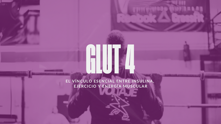 GLUT4: El transportador clave para la captación de glucosa en el músculo y su relación con la insulina y el ejercicio.