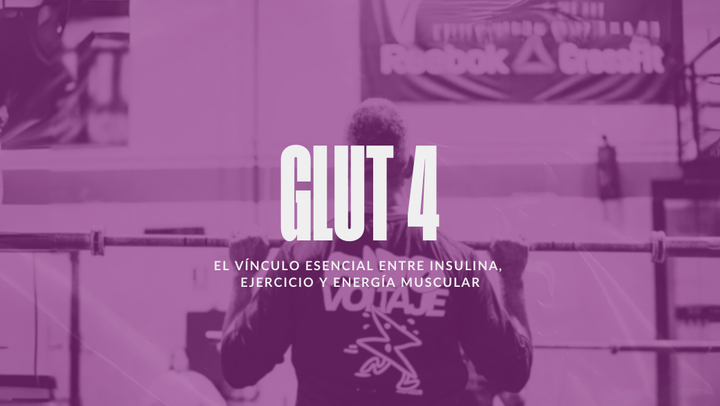 GLUT4: El transportador clave para la captación de glucosa en el músculo y su relación con la insulina y el ejercicio.